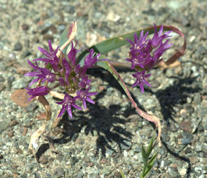 2009-04-20_56 Sickle-Leaf Onion TN.jpg - 50685 Bytes